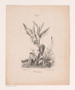 Plantes aquatiques (Principes de paysages dessinés d