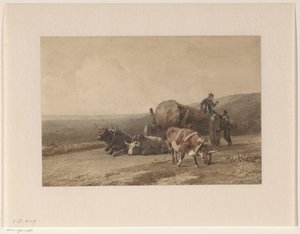 Bœufs au repos