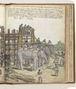 Un éléphant lié conduit depuis la dernière section du piège, le corral de la prison