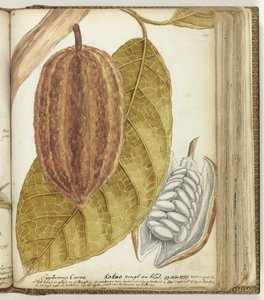 Cacao - Jan Brandes