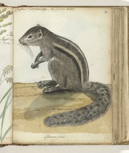 Petit écureuil de Ceylan