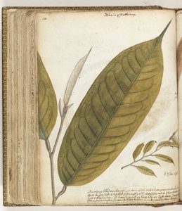 Feuille de durian