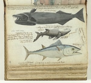 Un thon, un requin et un rémora - Jan Brandes