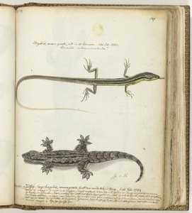 Lézard et tjitjak - Jan Brandes
