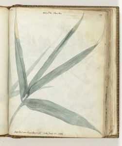 Feuille de bambou - Jan Brandes