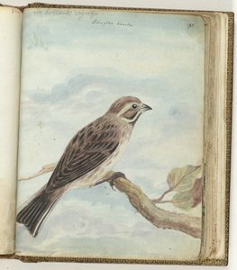 Oiseau hollandais