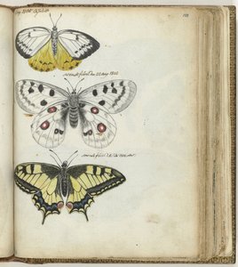 Papillon indien et papillons suédois - Jan Brandes