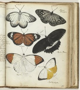 Papillons indiens - Jan Brandes
