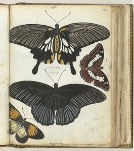 Papillons des Indes - Jan Brandes