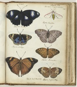 Papillons indiens - Jan Brandes
