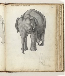 Jeune éléphant