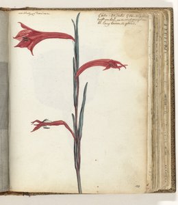 Fleur du Cap - Jan Brandes