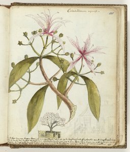 Hageboom du Cap - Jan Brandes