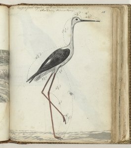 Oiseau de marais du Cap - Jan Brandes