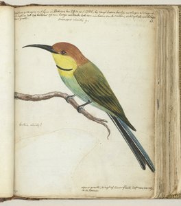 Petit oiseau sur une branche - Jan Brandes