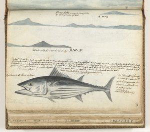 Profils côtiers des îles Canaries. Poisson. - Jan Brandes