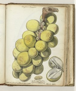 Lanssat, un fruit des Indes orientales