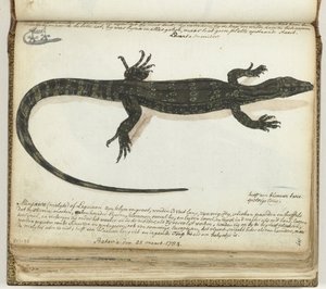 Minjawa ou iguane - Jan Brandes