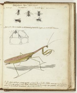 Abeilles et sauterelle des Indes orientales - Jan Brandes