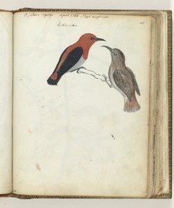 Oiseau des Indes orientales - Jan Brandes
