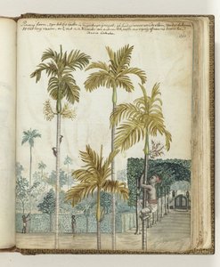 Palmiers pinang près du domaine - Jan Brandes