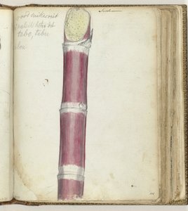 Canne à sucre rouge - Jan Brandes