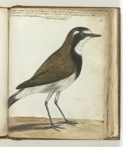 Oiseau-mouton ou rossignol du Cap - Jan Brandes