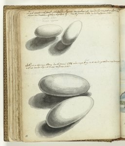 Œufs de tortue et de serpent - Jan Brandes