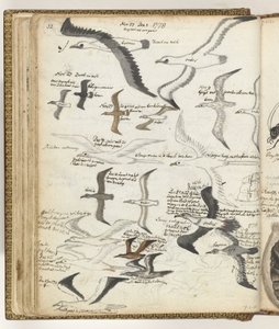 Oiseaux de mer
