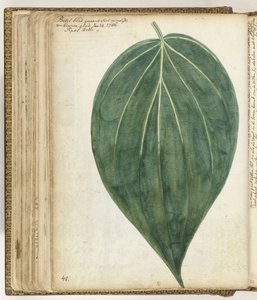 Sirih ou feuille de bétel