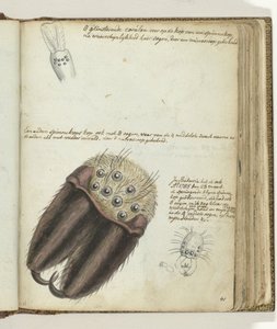 Araignées - Jan Brandes