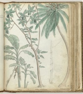 Arbres tropicaux