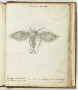 Petite mouche - Jan Brandes