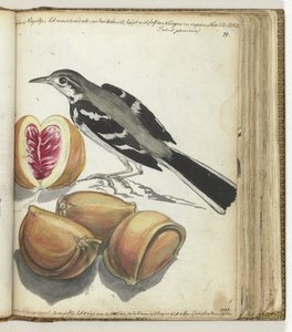 Bergeronnette avec fruits - Jan Brandes