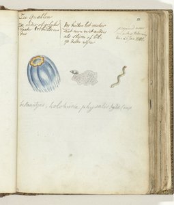 Méduses - Jan Brandes