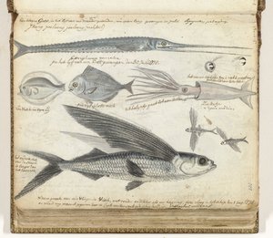 Poissons de mer