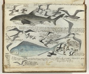 Oiseaux de mer et poissons de mer