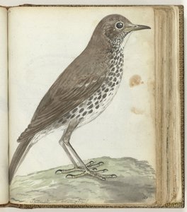 Oiseau suédois - Jan Brandes