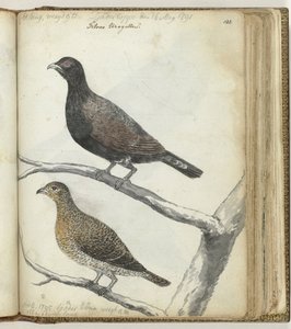 Oiseaux suédois