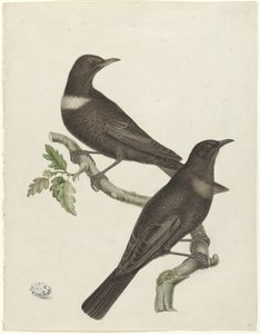 Deux grives à collier (Purdus torquatus) avec un œuf - Jan Christiaan Sepp (possibly)