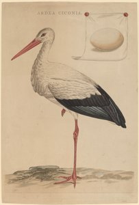 La Cigogne Blanche - Jan Christiaan Sepp