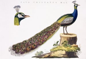 Paon - Jan Christiaen Sepp
