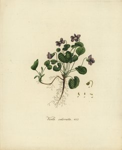 Violette odorante ou violette anglaise, Viola odorata - Jan Christiaen Sepp