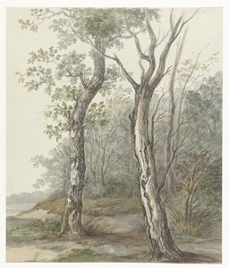 Paysage forestier
