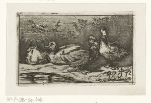 Quatre canards au bord de l