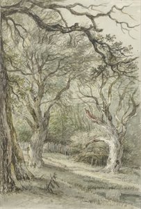 Vue de forêt - Jan Hulswit