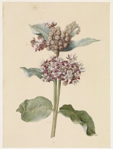 Asclepias en fleurs