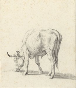 Taureau broutant - Jan Kobell (II)