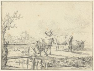 Vaches dans un pré
