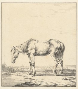 Vieux cheval debout près de l